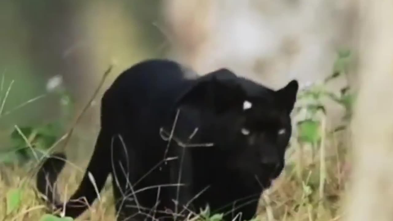 Wildlife in closer view with a natural perspective.
