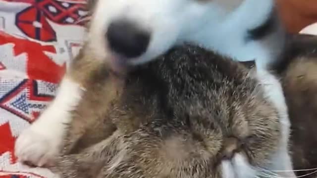 Kaiju the Corgi Pup Licks Zipto the Cat's Head