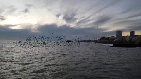 Flock of birds in Brighton