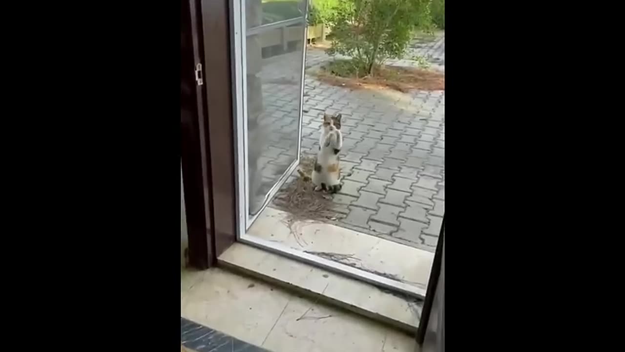 New funny dogs and cats 😂 must watch funny dogs cats