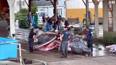 Japanese Traditional Food Whale Meat - Whale Meat Cutting Skill in Japan