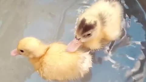 Duck babies in swiming pool