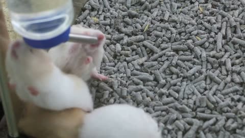 Pet shop sells guinea pigs