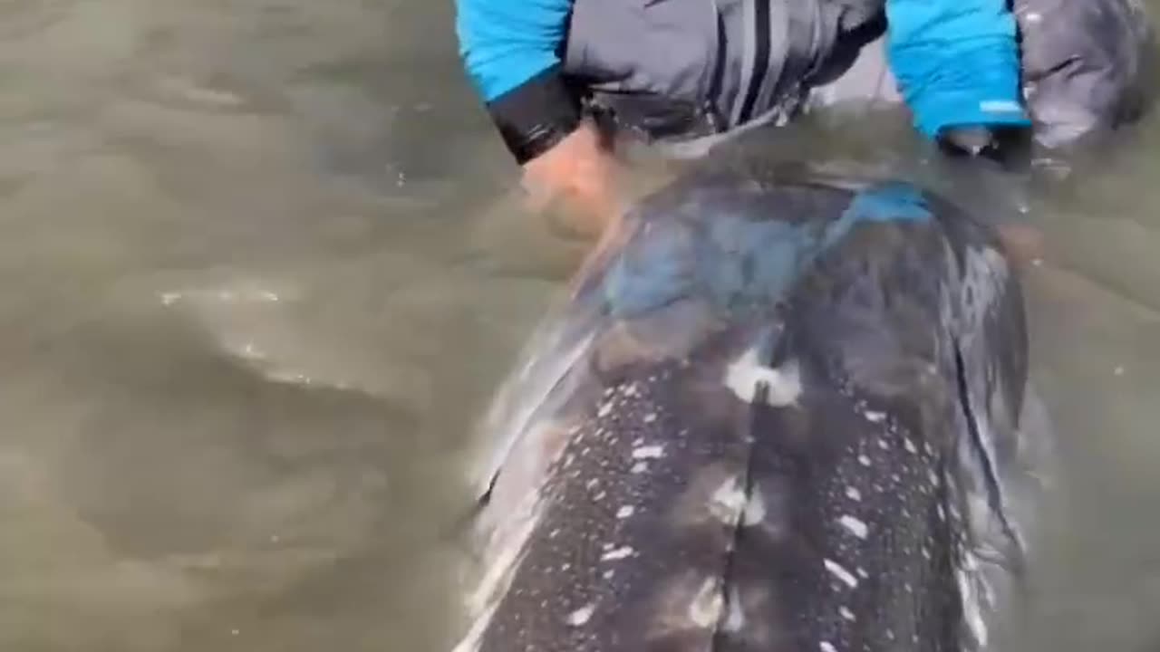 River Monster! An unbelievably large sturgeon fish in the Fraser River