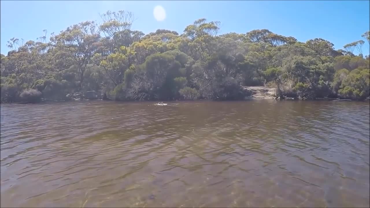 Koala SWIMS the Harriet River on Kangaroo Island, South Australia!