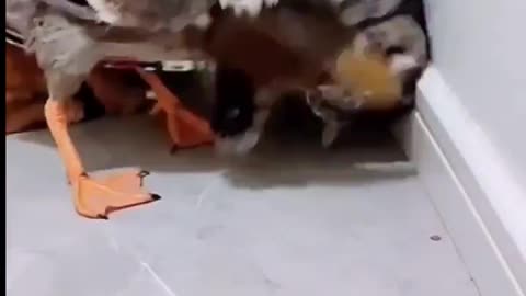 Funny moments animal