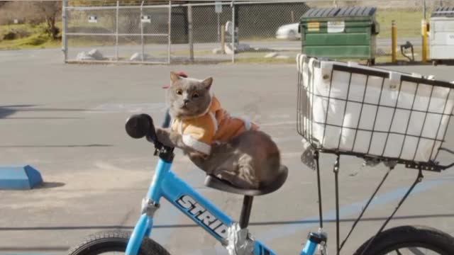 Can a CAT ride bicycle?