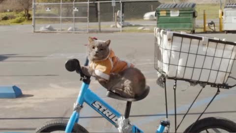 Can a CAT ride bicycle?