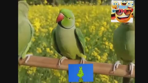 parrots funniest moments video_2023_04_48_48