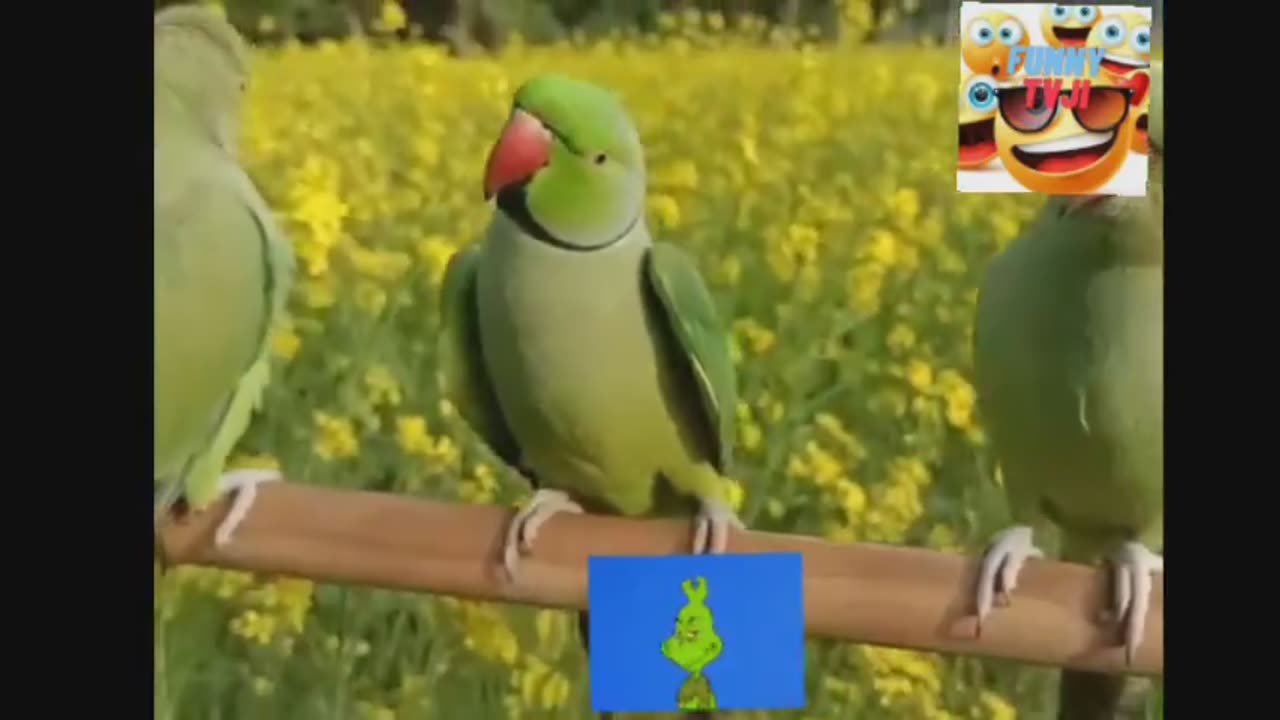 parrots funniest moments video_2023_04_48_48