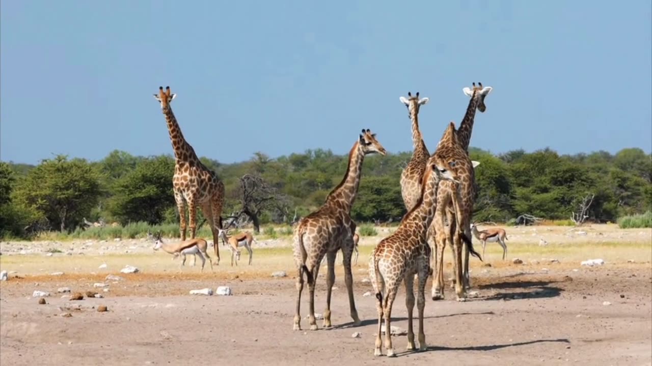 Beyond the Treetops: Secrets of the Giraffe Kingdom