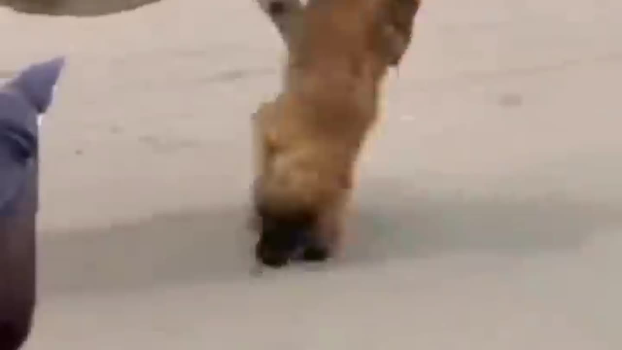 A donkey kicks a dog and bites him on the back