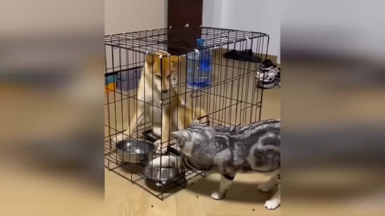 Very funny cats and dogs 😺🐶video.