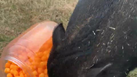 Potbelly Pig Solves Cheeseball Puzzle || Viral Verse