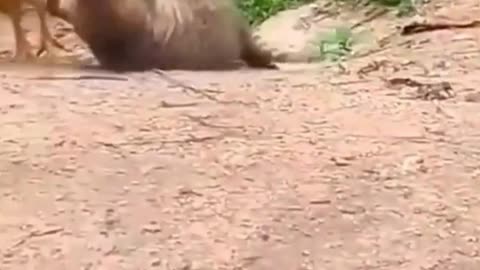 Funny Cat & Hen fight