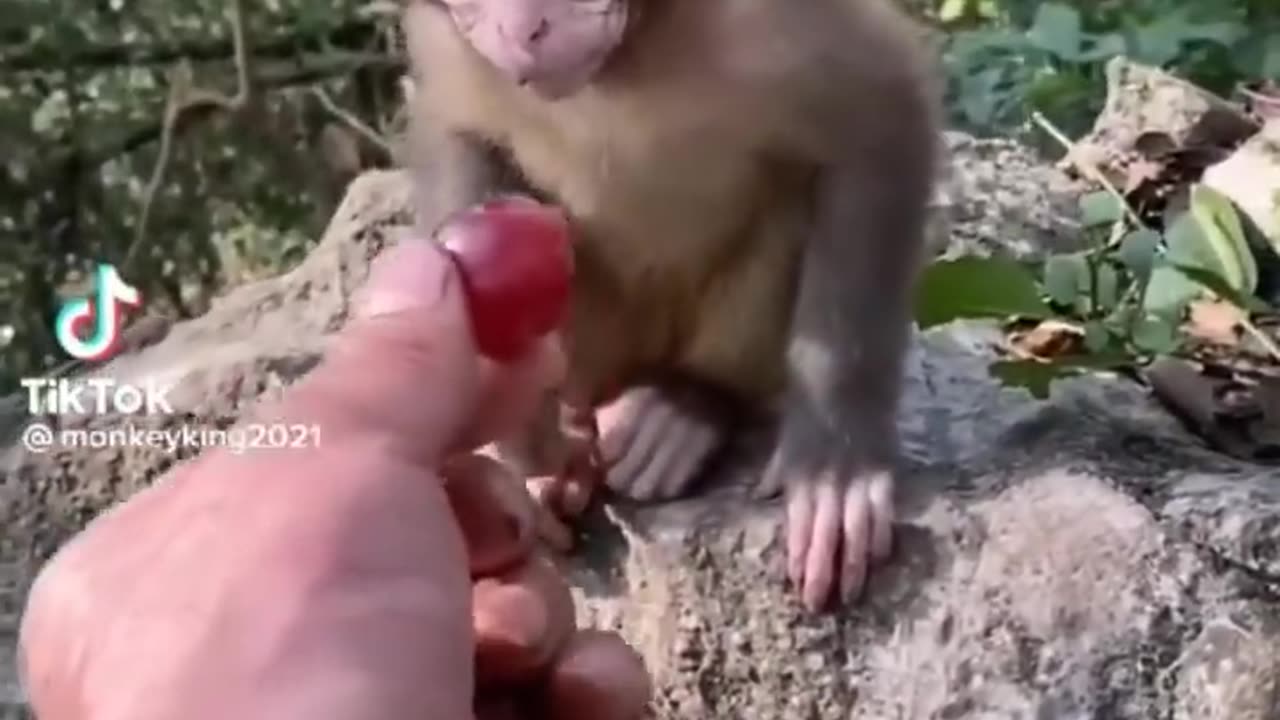 ***MUST SEE!!!*** Cute Baby Animals!!! 3.8M views 1 year ago