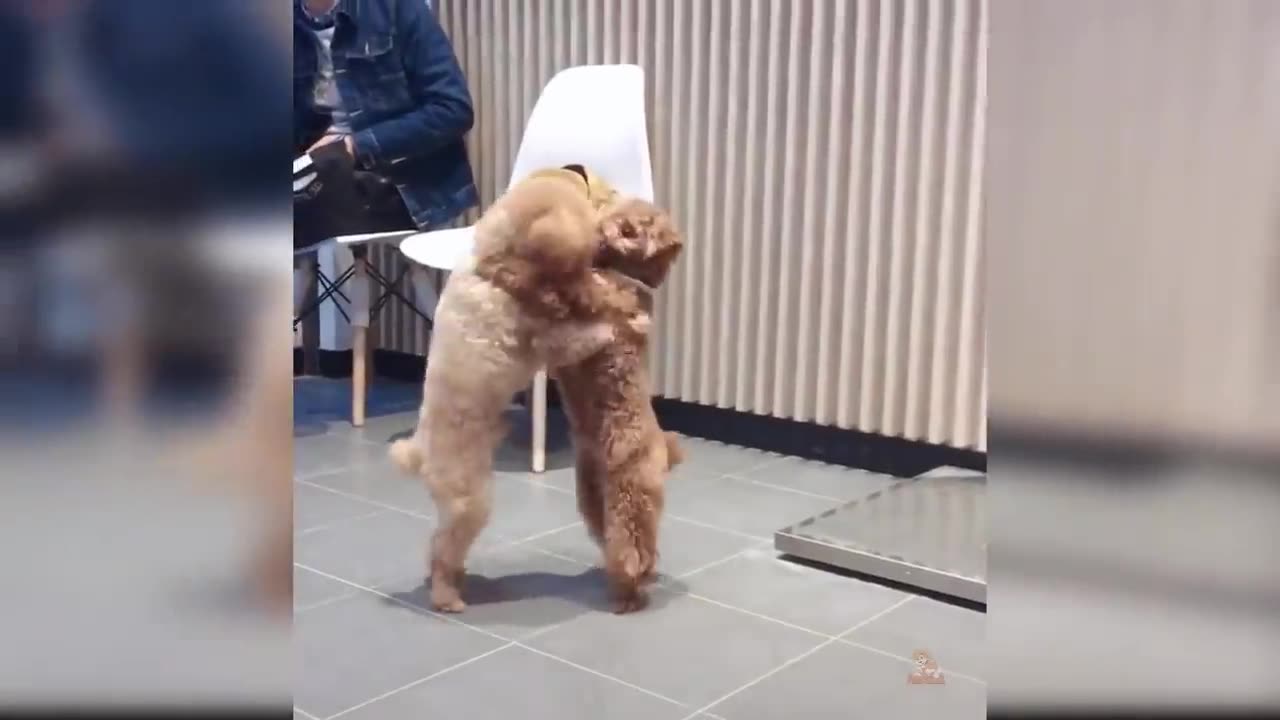 Funny Cat and Dog Videos That Will Make Your Day