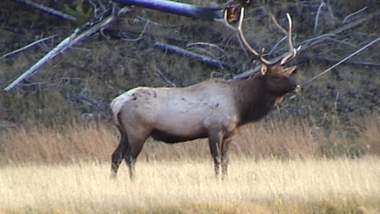 Elk up Close