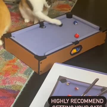 Highly recommend getting your cats mini billiards