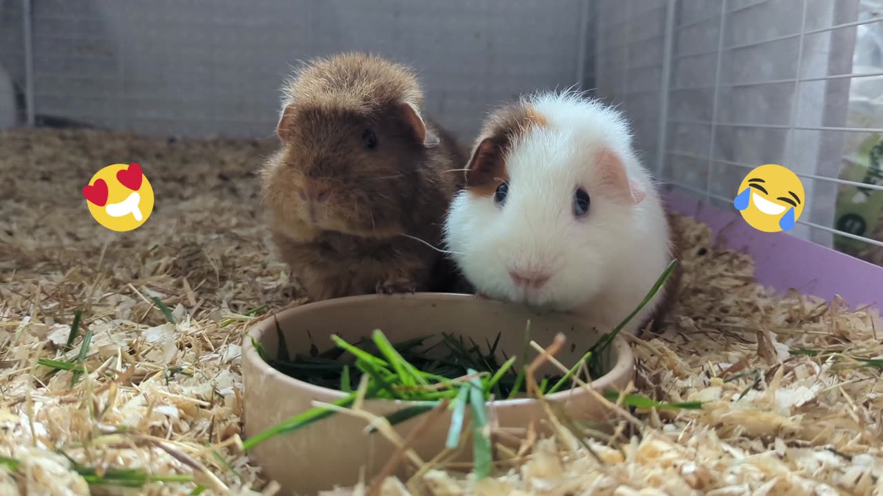 Guinea pigs🐹🐹