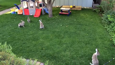 Rabbits fighting