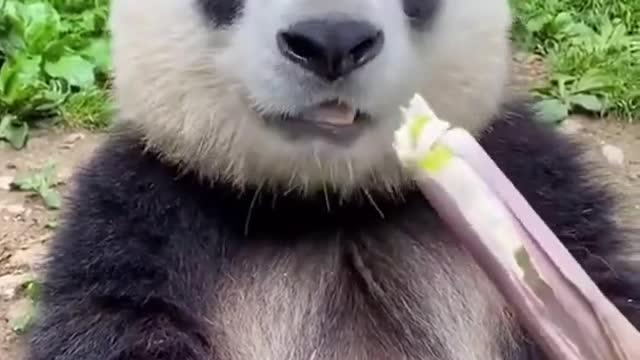 A panda eating a bamboo stick ASMR video #Part2LinkInComments