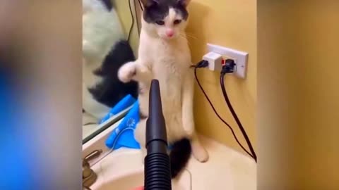 Best Funny Animal Videos Of The 2023 🤣 - Funniest Cats And Dogs Videos 😺😍