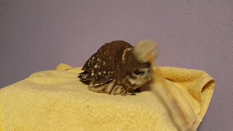 Owl Likes His Head Scratched