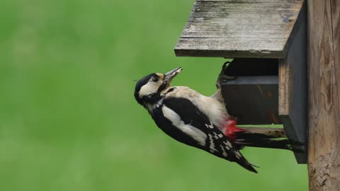 The Great Spotted Woodpecker: Close Up HD Footage (Dendrocopos major)