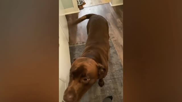 Try not to laugh at this funny video of animals