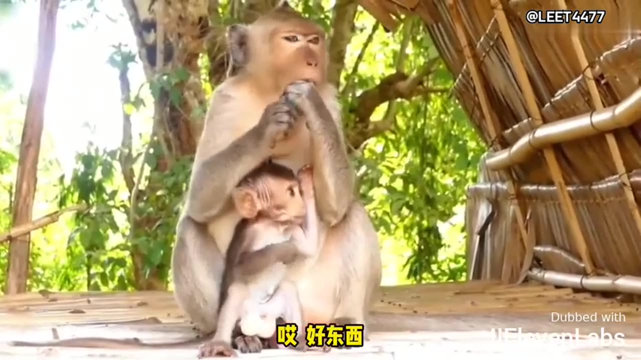 Monkey bites a lighter and discovers it's 'bursting' with flavor!