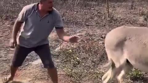 Dumbass