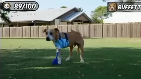 3 legged dog Mr beast new video