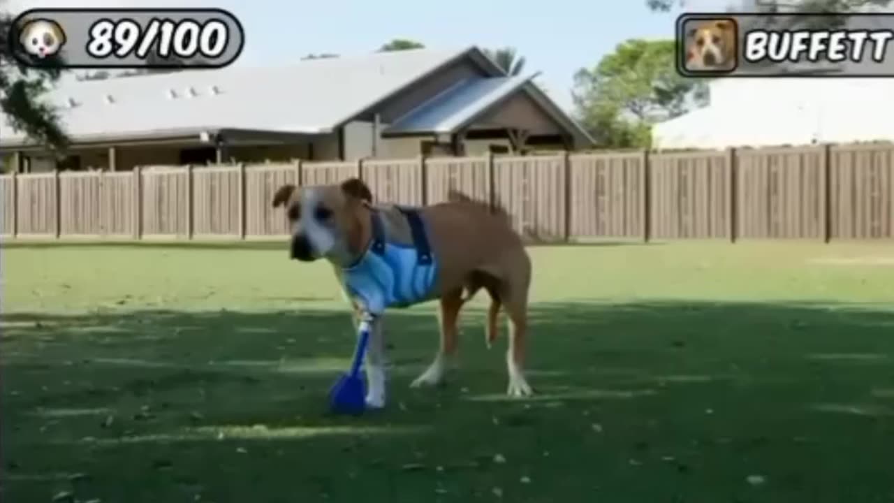 3 legged dog Mr beast new video