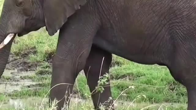 best animal companions