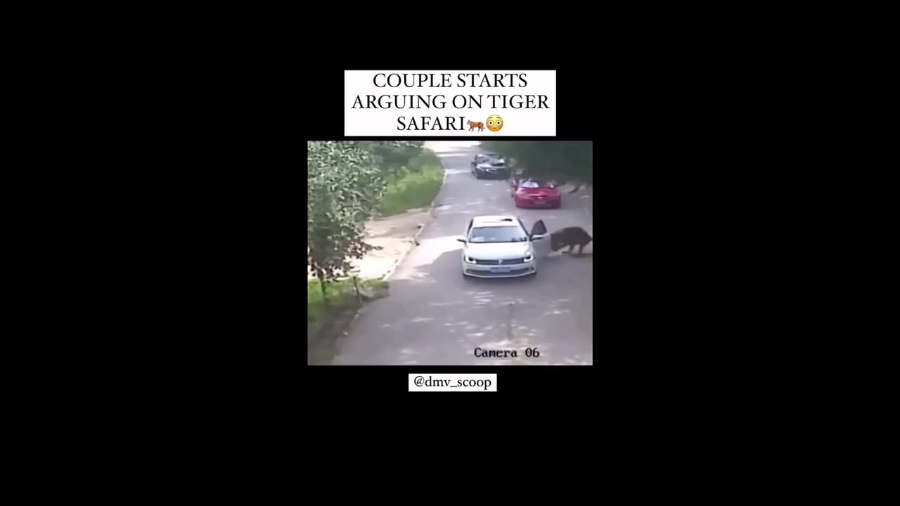 Couples arguing at the Tiger 🐅 Safari🥺