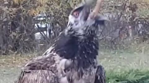 Bearded Vulture _ The Bone-Eating Bird