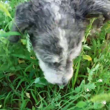 Salad is good for all guys. Eat vitamins!