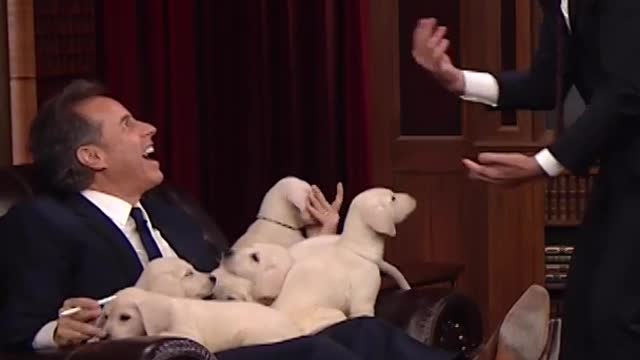 Puppy quiz Jerry Seinfeld and Jimmy Fallon won 13 million together