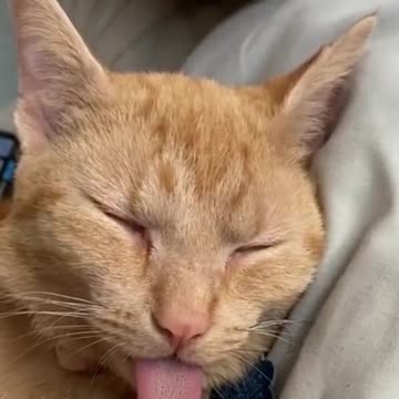 🤣 TONGUE PUSSYCAT #Shorts 🤣