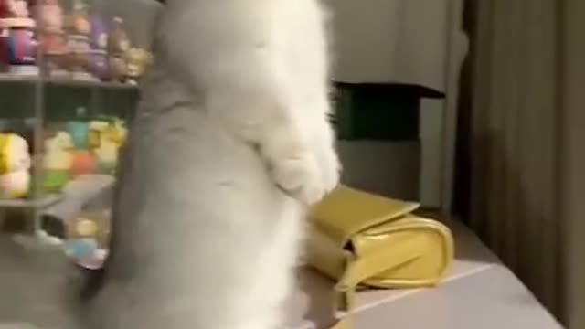 Funny small cute cat video