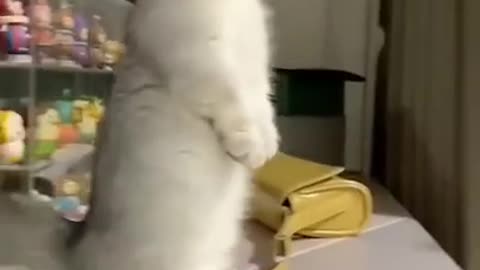 Funny small cute cat video