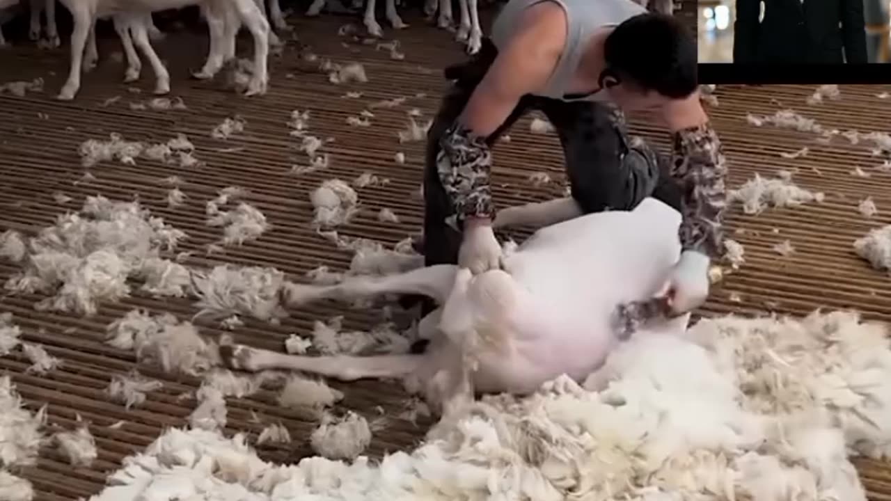 Sheep shearing season