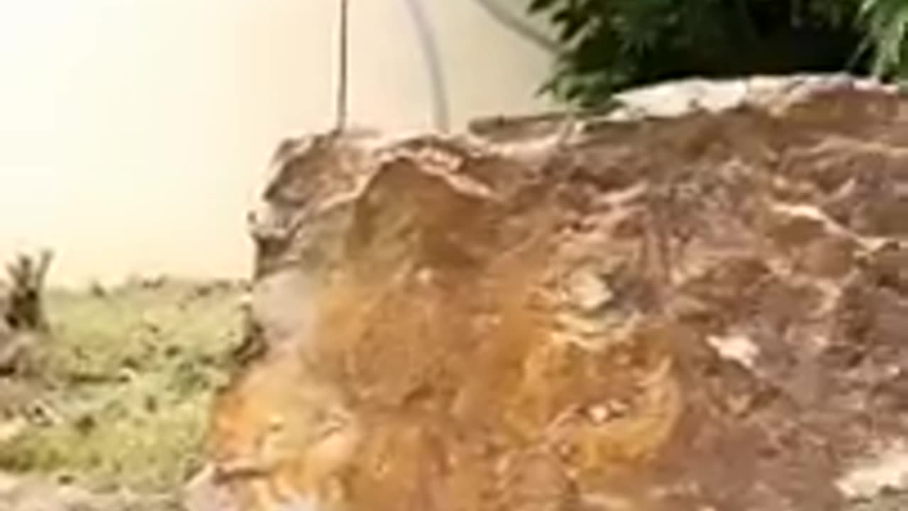 🐈 Crazy cat get off me! 🐕 Funny videos with cats and dogs for a good mood! 🐱