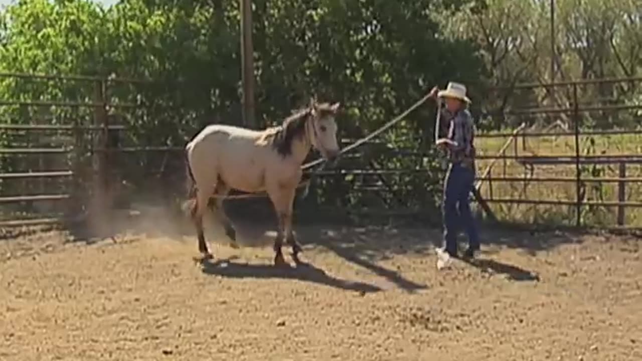 THE WILD MUSTANGS OF NORTH AMERICA