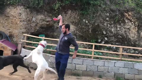 CANECORSO VS DOGOARGENTİNO