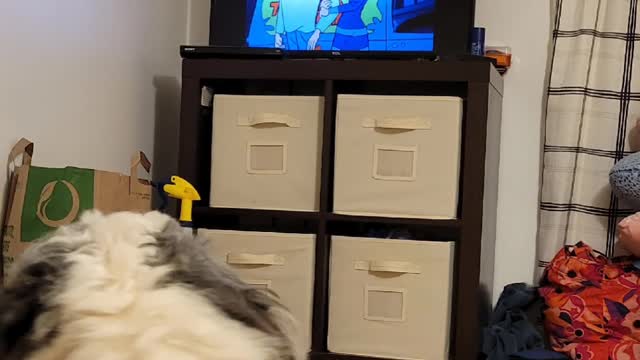 sheepadoodle dog watching Scooby Doo on TV