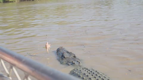 Brutus | Saltwater Crocodile, Darwin