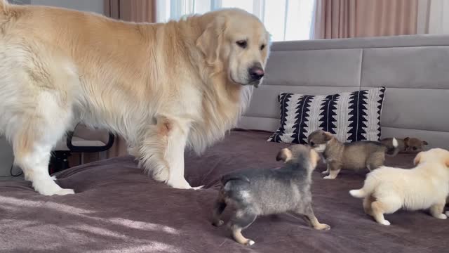 Adorable Golden Retriever Reaction to 5 Puppies!