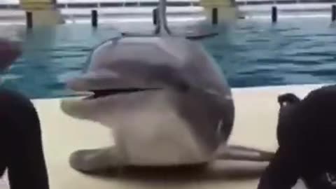 A GIGGLE 4-5-23 ADORABLE DOLPHIN FLIRTING